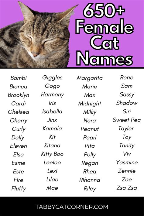 odd cat names|350+ Unique Cat Names for Your One.